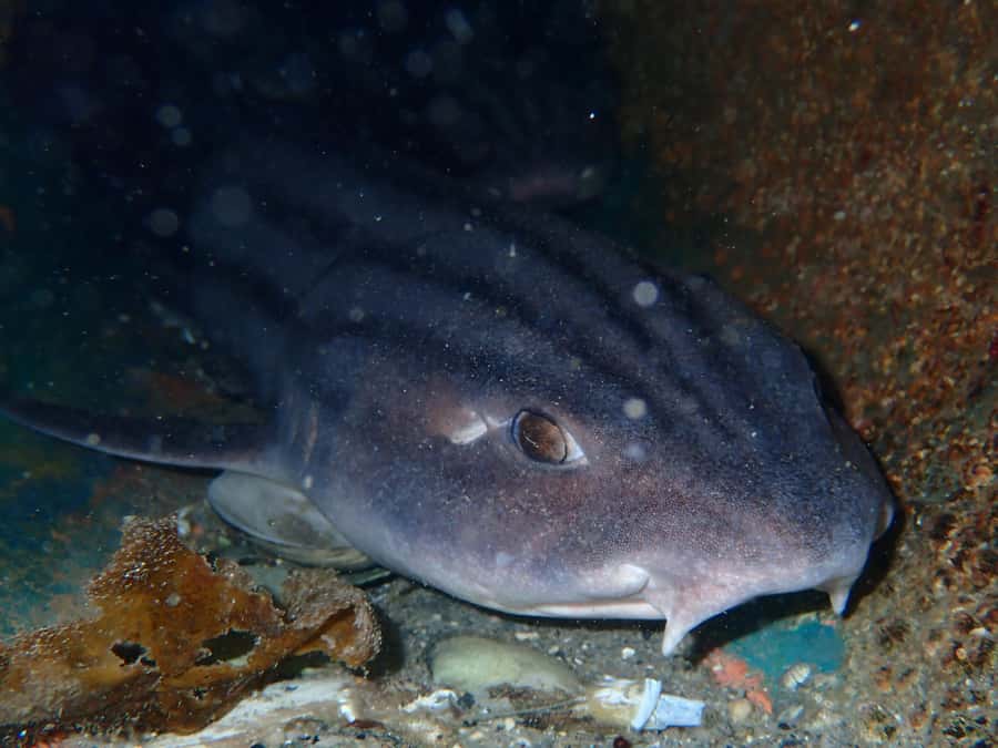 Cape Town: Shark Science SCUBA Diving Experience - The good and the frustrating parts