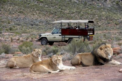 Cape Town Shore Excursion: Big Five Game Reserve from Cape Town