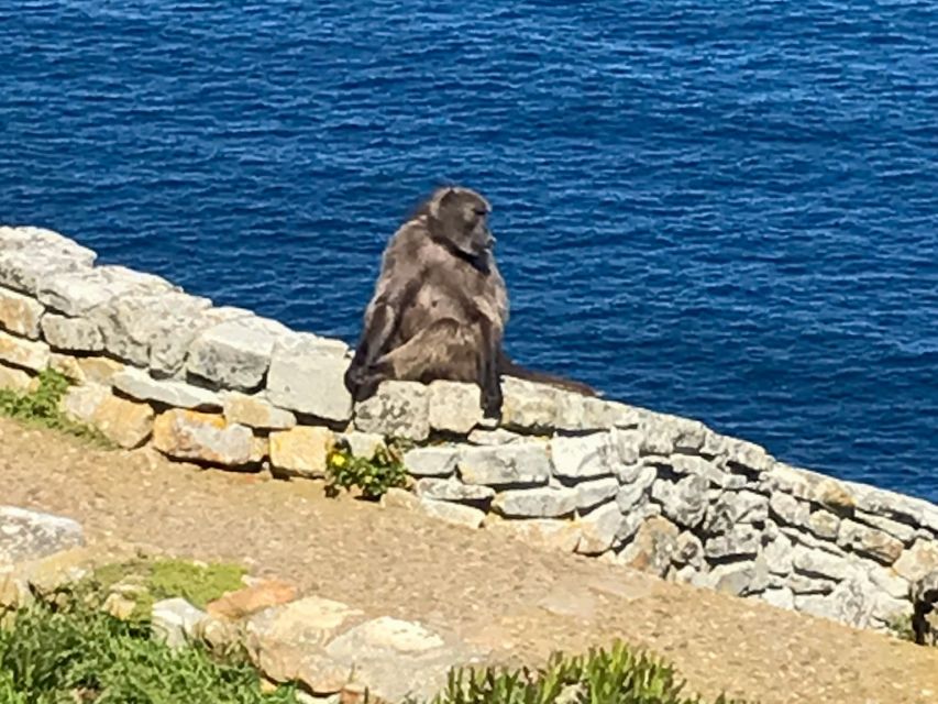 Cape Town: Some Attractions of the Cape (private & exclusiv) - What the eight-hour schedule feels like