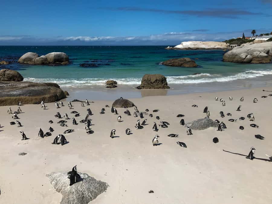 Cape Town: Some Attractions of the Cape (private & exclusiv) - The price makes sense for two people