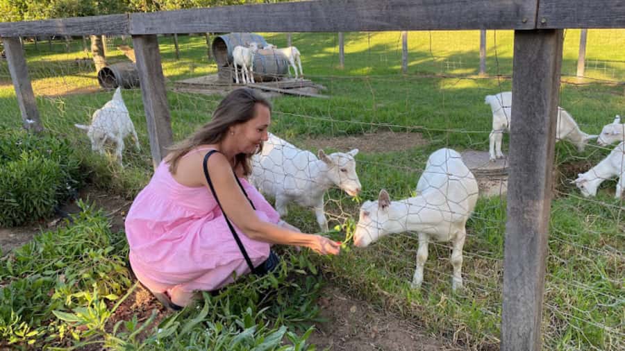 Cape Town: Stellenbosch, Franschhoek and Paarl Wine Day Trip - Practical advice for a smoother day