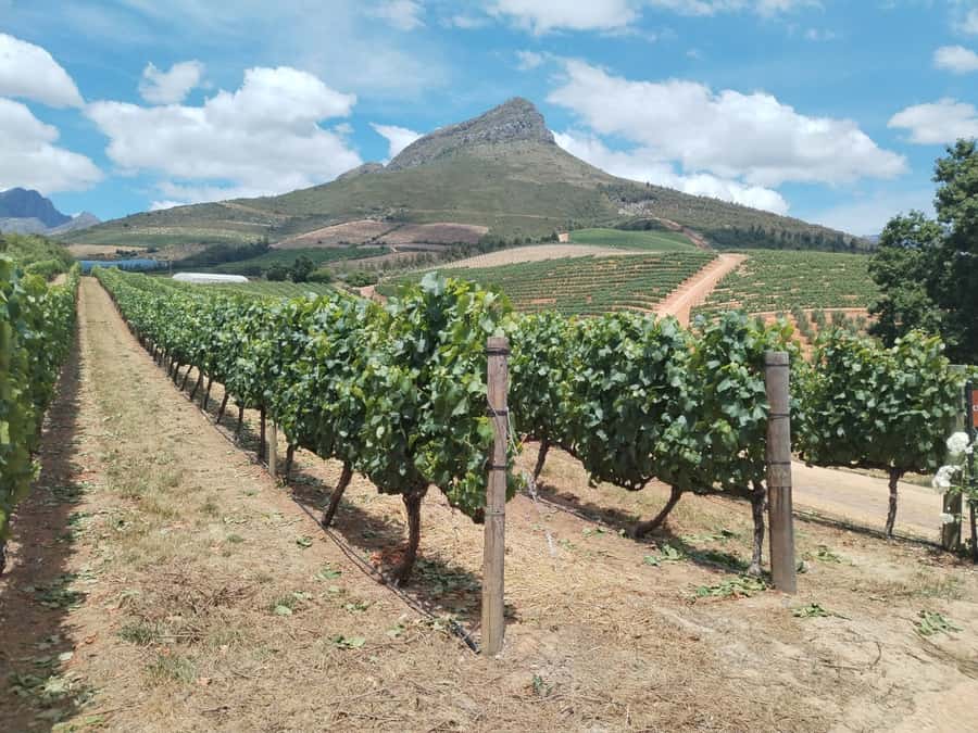 Cape Town: Stellenbosch, Franschhoek, Wine Tasting and Tram - Five useful things to know before booking