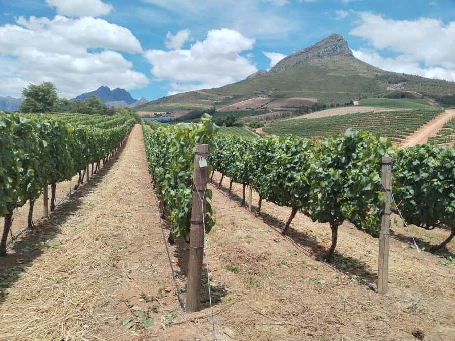 Cape Town: Stellenbosch, Franschhoek, Wine Tasting and Tram - Forty minutes in historic Stellenbosch