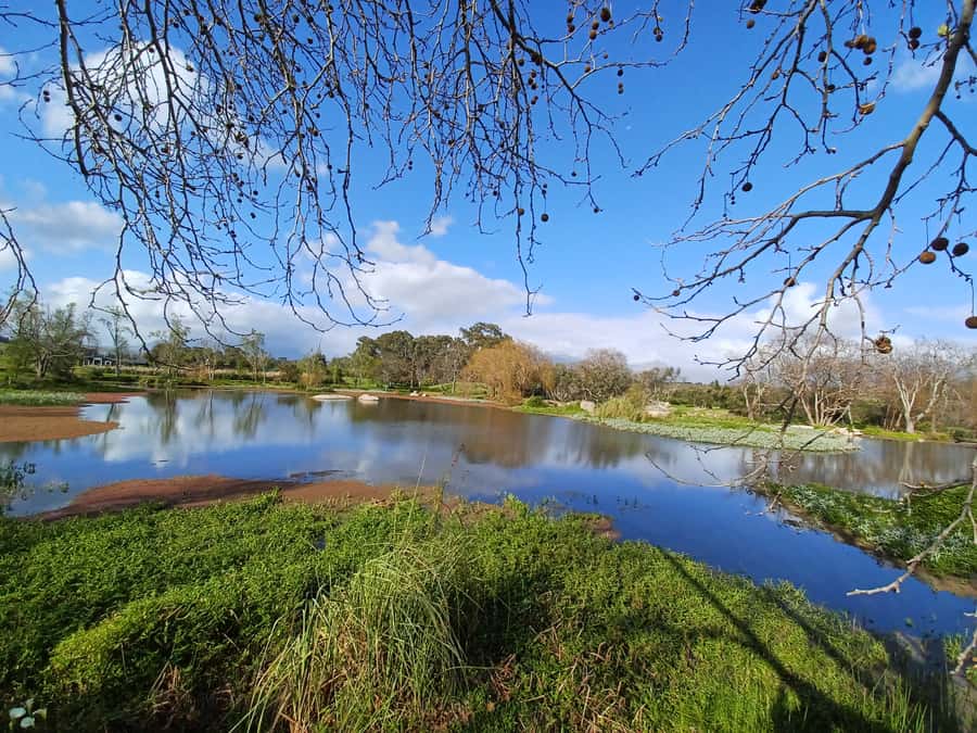 Cape Town: Stellenbosch Wine Half-Day Tour - Key points to know before booking