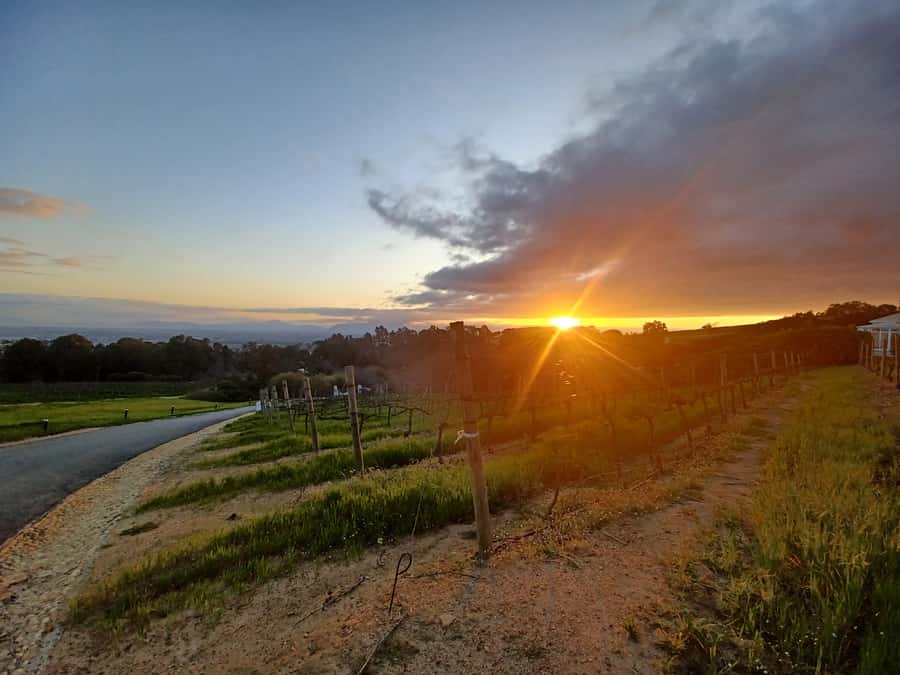 Cape Town: Stellenbosch Wine Half-Day Tour - Marianne and the biltong pairing