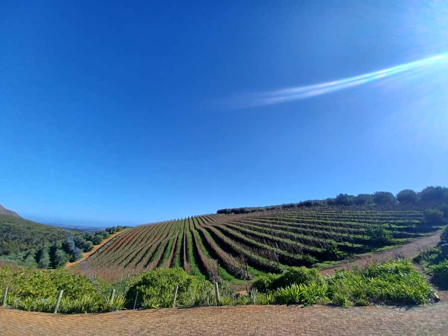 Cape Town: Stellenbosch Wine Half-Day Tour - First look at Stellenbosch’s old streets