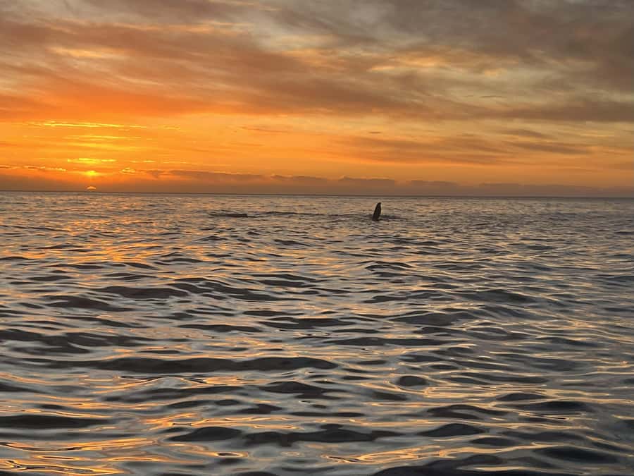 Cape Town: Sunset Cruise from V&A Waterfront with Bubbly - Key points to know before you book
