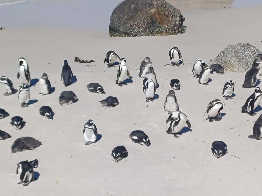 Cape Town: Sunset Penguins & Cape of Good Hope Half-Day Tour - A compact route along False Bay