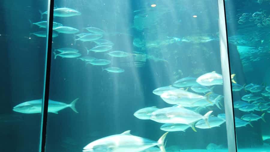 Cape Town: Table Mountain and Robben Island Tour - The V&A Waterfront and the ferry to Robben Island