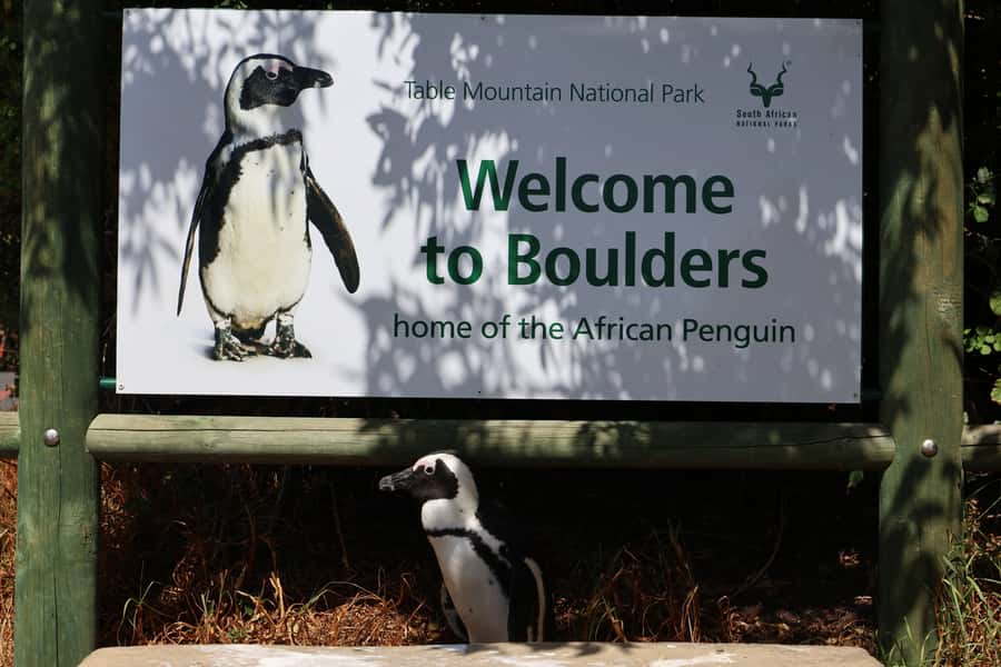 Cape Town: Table Mountain, Boulders Beach, & Cape Point Tour - Five things to know before you book