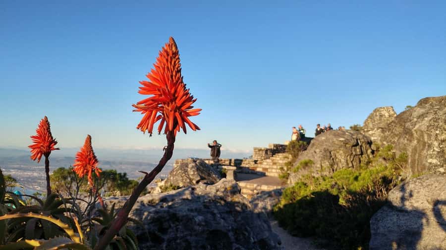 Cape Town: Table Mountain, Boulders Beach, & Cape Point Tour - Maidens’ Cove is a short coastal pause