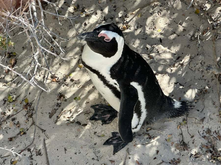 Cape Town: Table Mountain, Boulders Beach, & Cape Point Tour - The real price is higher than $123