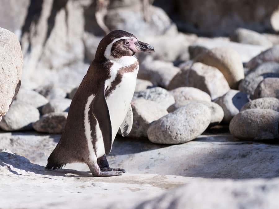 Cape Town: Table Mountain, Cape of Goodhope & Penguins Tour - Noordhoek offers a useful coffee and pastry pause