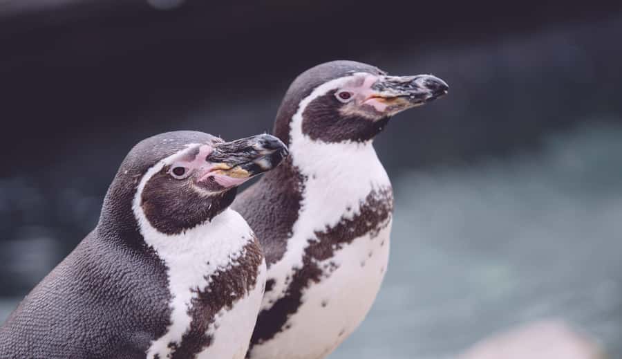 Cape Town: Table Mountain, Cape of Goodhope & Penguins Tour - Cape of Good Hope brings history into the park