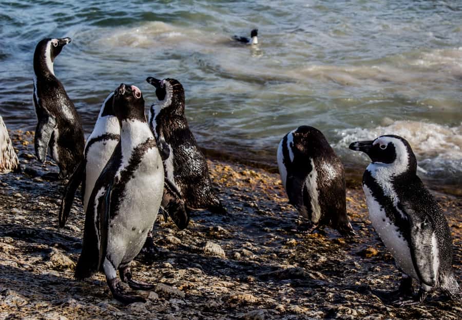 Cape Town: Table Mountain, Cape of Goodhope & Penguins Tour - Boulders Beach ends the day with penguins