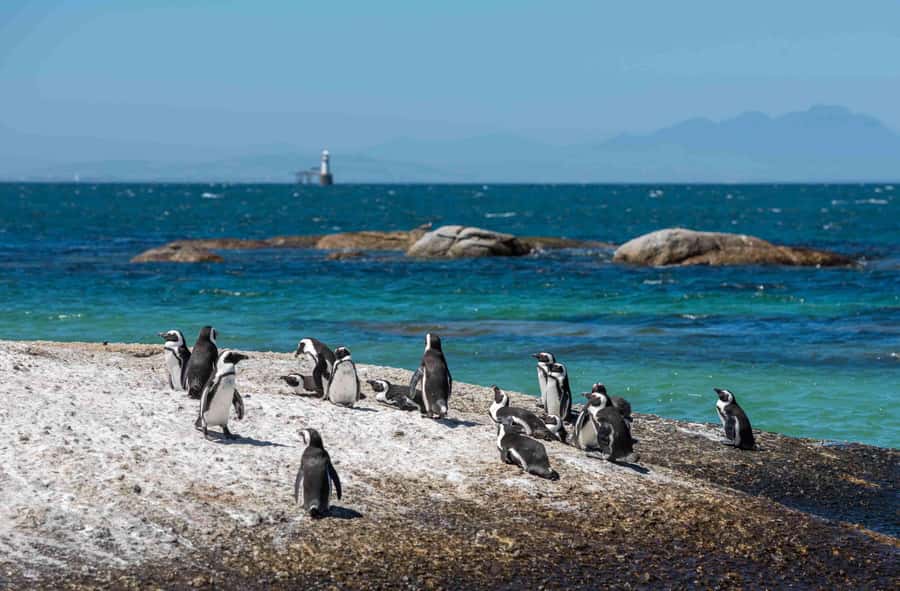 Cape Town: Table Mountain, Cape Point, and Penguins Tour - Cape of Good Hope: rugged scenery and a famous name