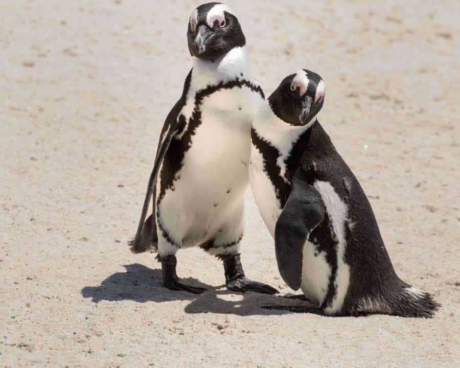 Cape Town: Table Mountain, Cape Point, and Penguins Tour - What the guides add to the drive