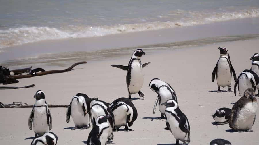 Cape Town: Table Mountain, Cape Point & Boulders Beach Tour - Who should book this tour