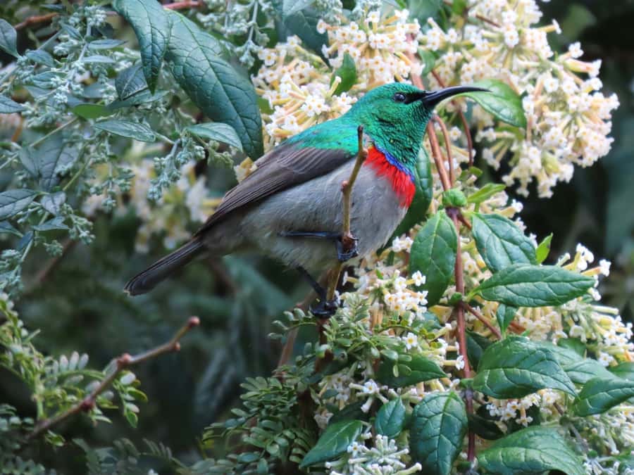 Cape Town: Table Mountain, Kirstenbosch Botanic Garden Tour - Taking a slower turn through Kirstenbosch