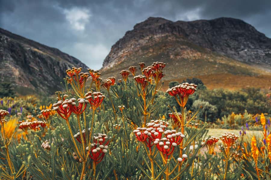 Cape Town: Table Mountain, Kirstenbosch Botanic Garden Tour - Who will enjoy this tour most