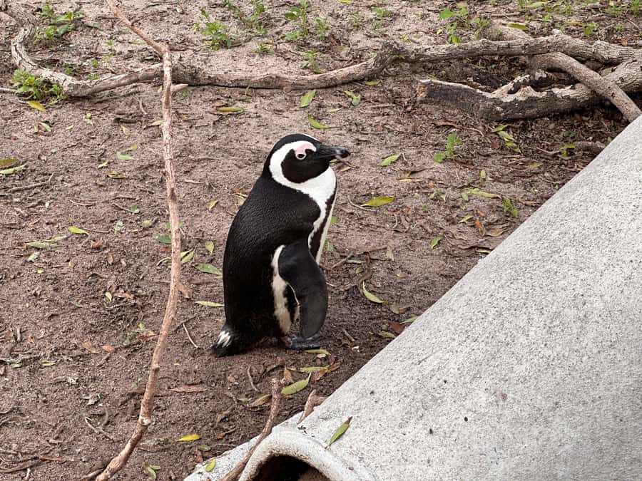 Cape Town Table Mountain Penguins & Cape Point All-inclusive - Chapman’s Peak makes the drive memorable