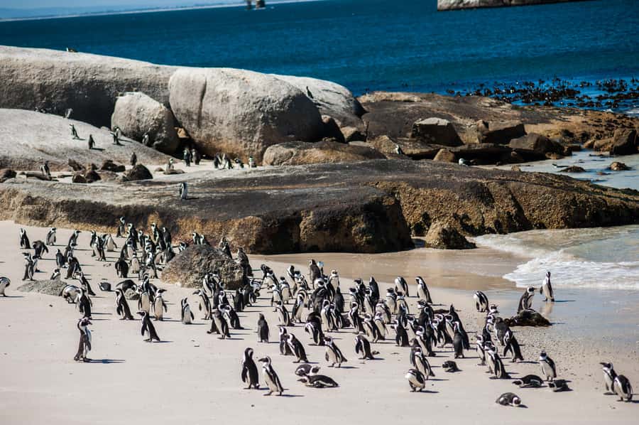Cape Town: Table Mountain, Penguins & Cape Point Group Tour - Muizenberg closes the loop along False Bay