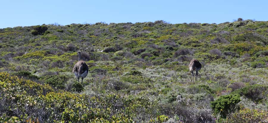 Cape Town: Table Mountain, Penguins & Cape Point Group Tour - Boulders Beach and the African penguins