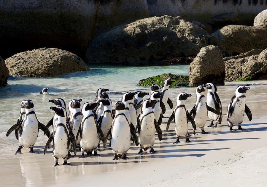 Cape Town: Table Mountain, Penguins & Cape Point Shared Tour - Cape Point and the Cape of Good Hope