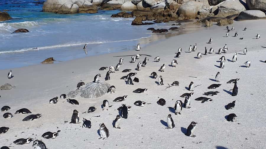 Cape Town: Table MT, Cape Point & Penguins Instagram Tour - Noordhoek and the ostrich farm stop