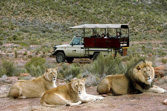 Cape Town - The Best of Aquila Safari Tour - Five details that shape the experience