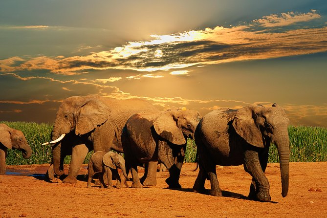 Cape Town - The Best of Aquila Safari Tour - The two-hour open-air 4x4 game drive