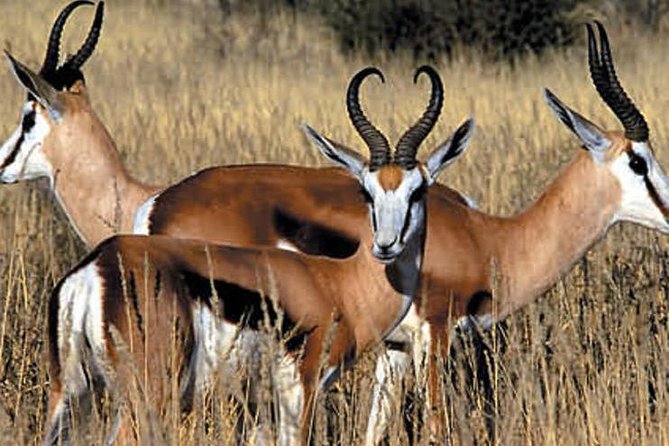 Cape Town - The Best of Aquila Safari Tour - Giraffes and the lion preservation project
