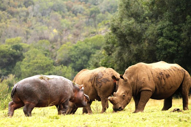 Cape Town - The Best of Aquila Safari Tour - Lunch, the pool, and the boma-style restaurant