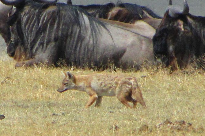 Cape Town - The Best of Aquila Safari Tour - Wine tasting and biltong on the return route
