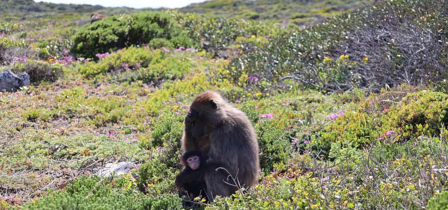 Cape Town: Tour Cape Point & Boulders Beach Penguin Day Trip - Chapman’s Peak brings the big road views