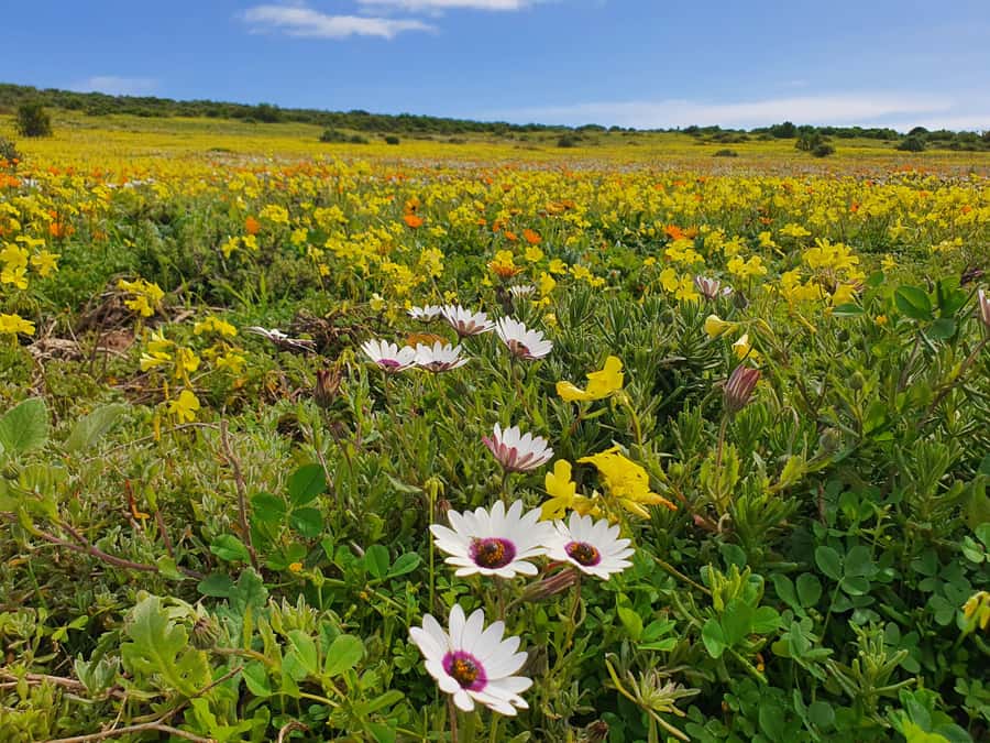 Cape Town: West Coast Spring Tour 2025 - Why this West Coast day trip is worth considering