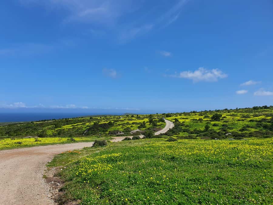 Cape Town: West Coast Spring Tour 2025 - The seasonal flowers of West Coast National Park