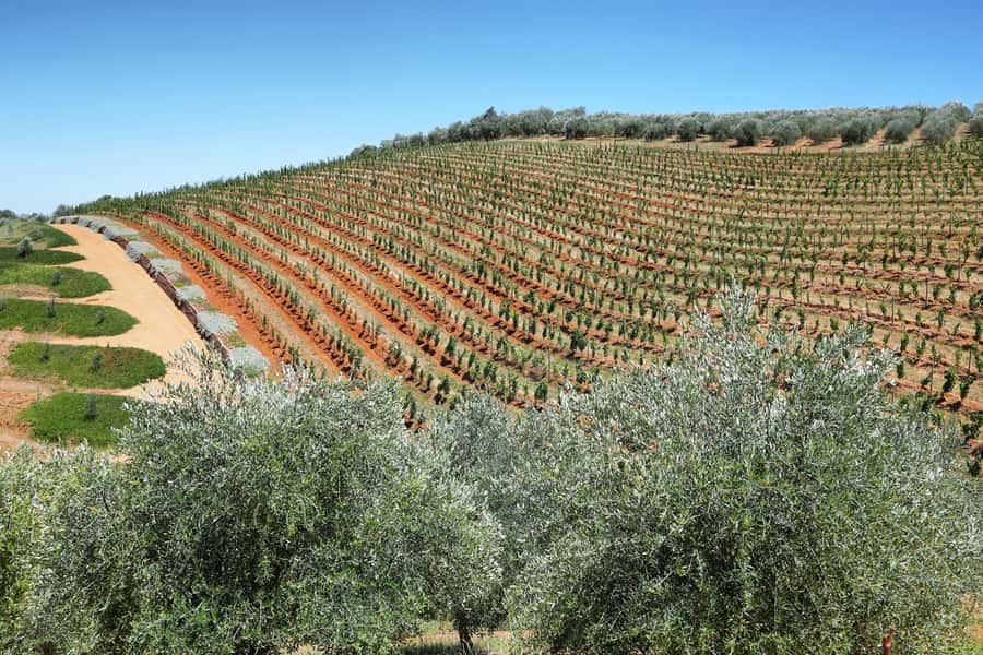 Cape Town: Wine Tram & Winelands Tour with Tastings & Pickup - Four tastings, changing estate styles