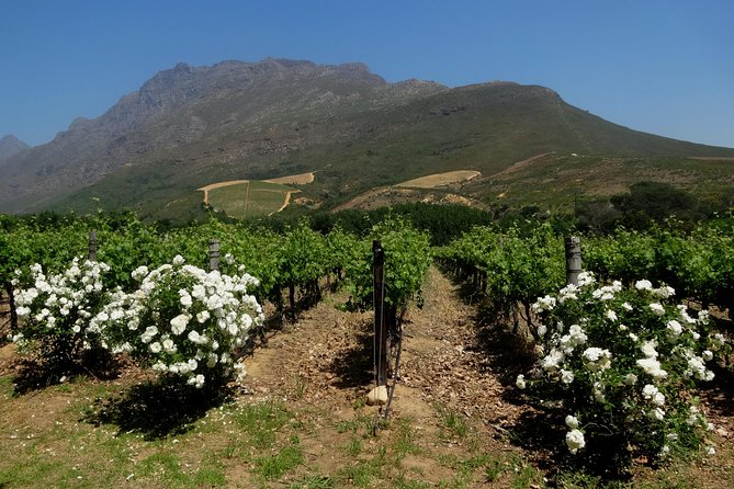 Cape Town Winelands Stellenbosch Private Afternoon Tour - Stellenbosch on foot for 45 minutes