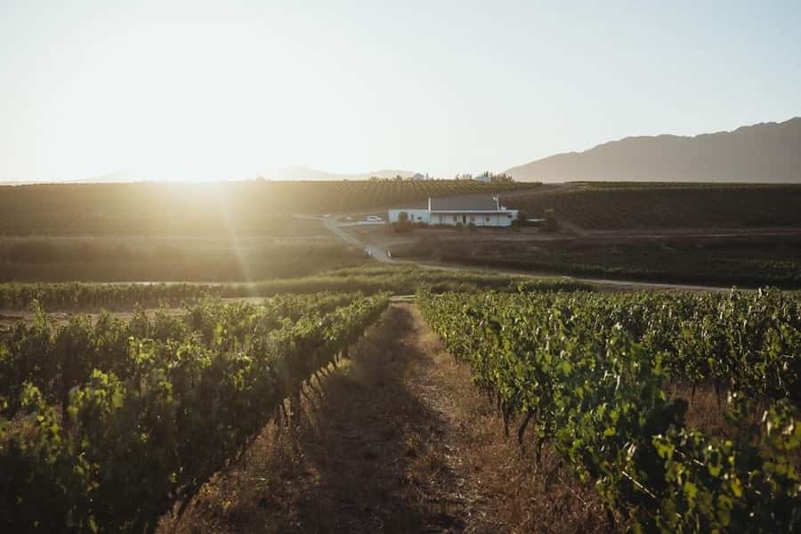 Cape Town: Winelands Wine Tour & Wine Tasting with Lunch - The late lunch is the day’s centerpiece