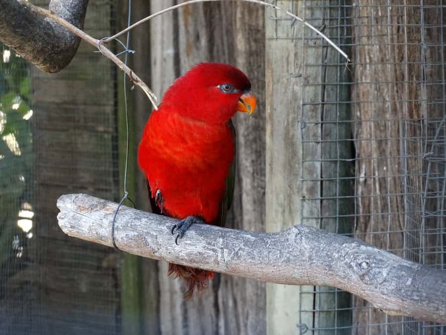 Cape Town: World of Birds & Animal Sanctuary - Key points before you go