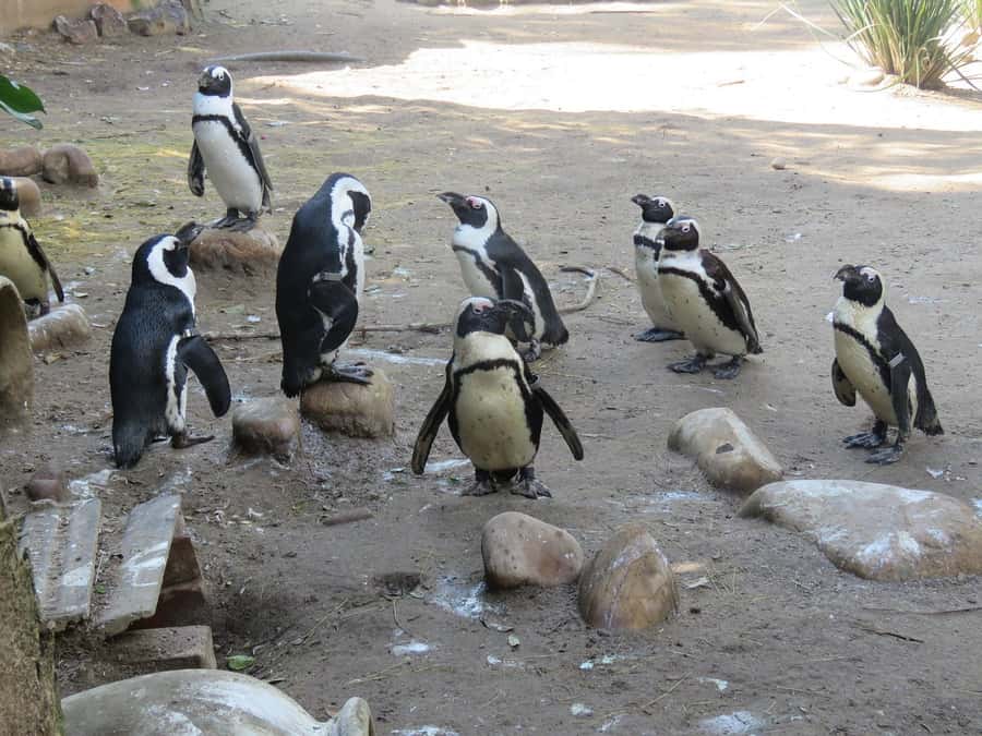 Cape Town: World of Birds & Animal Sanctuary - Starting in Hout Bay at 4914 Valley Road