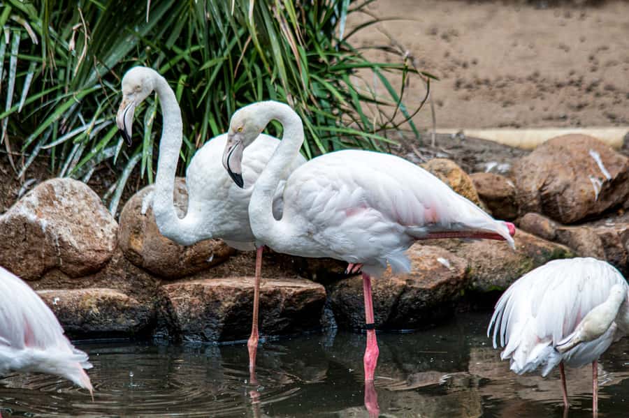 Cape Town: World of Birds & Animal Sanctuary - The Monkey Jungle and squirrel monkey encounter