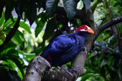 World of Birds & Animal Sanctuary