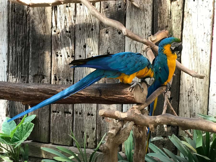 Cape Town: World of Birds & Animal Sanctuary - The drawbacks to weigh before booking