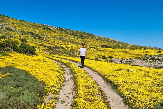 Cape West Coast Flower Tour - Why the Cape West Coast deserves a day