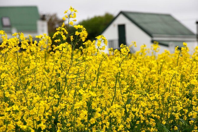 Cape West Coast Flower Tour - The flexible flower-town pause