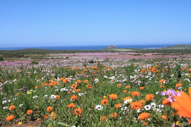 Cape West Coast Flower Tour - Who will enjoy this West Coast outing