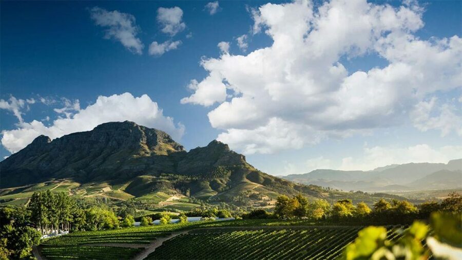 Cape Wineland 3 Award Winning Vineyards - Why the Cape Winelands make a good full-day outing