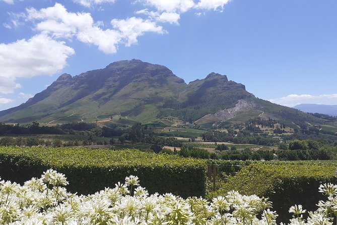 Cape Winelands and Wine Tasting Full Day Tour - Eikenhof, a smaller family farm in Franschhoek